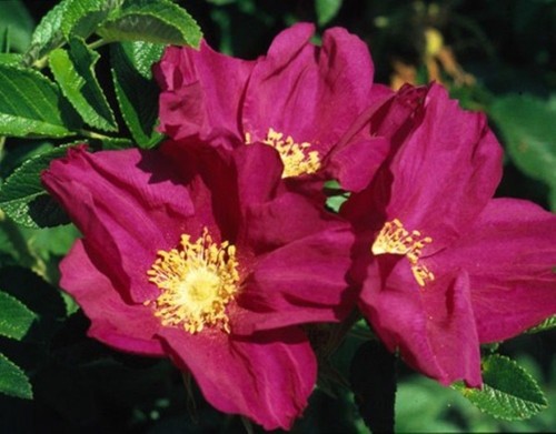 Red white hedging rose rosa - red, or