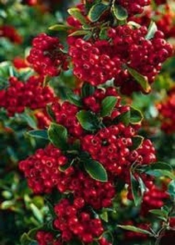 Firethorn pyracantha red - pyracantha,