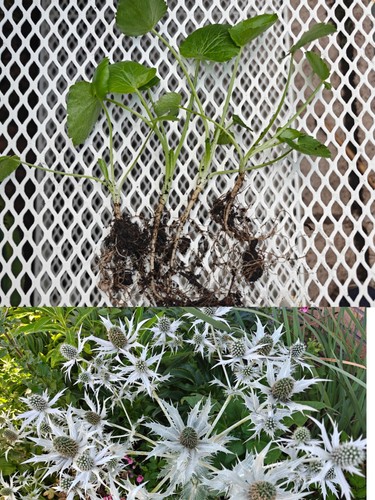 Eryngium giganteum miss - giganteum, 'miss