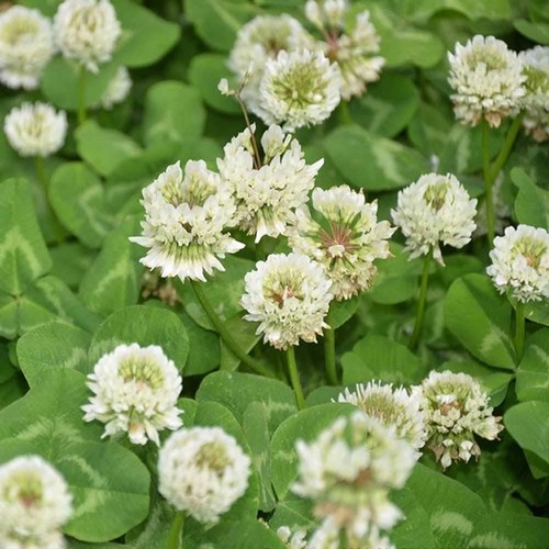 Fast growing 3000 white clover - 3000,