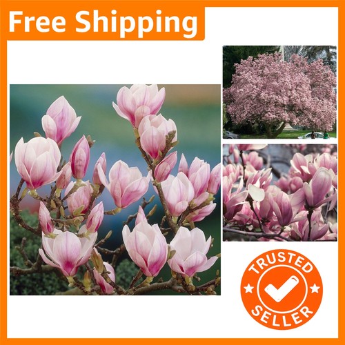 Deciduous magnolia shrub - magnolia, plant