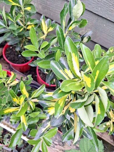 Euonymus fortunei emerald n - euonymus, 'n