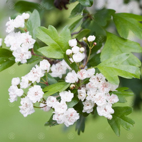Crataegus plena double white - crataegus, |