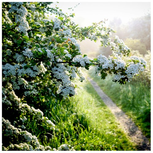 1000 hawthorn 4ft hedging - hawthorn,