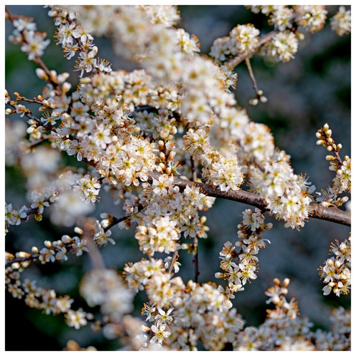 Blackthorn hedging 3ft - 20,