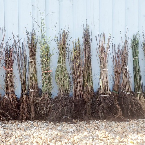 Blackthorn hedging 2ft - 1-2ft, x