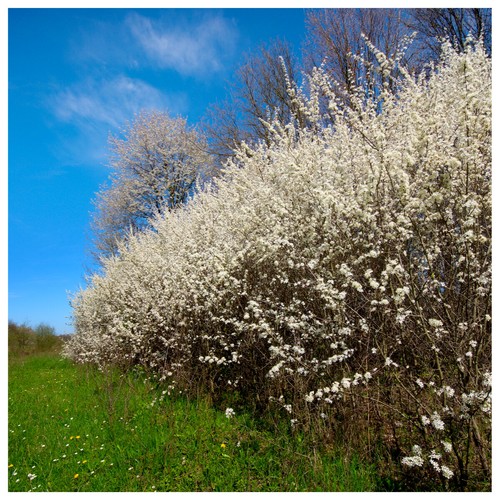 250 blackthorn hedging - blackthorn,