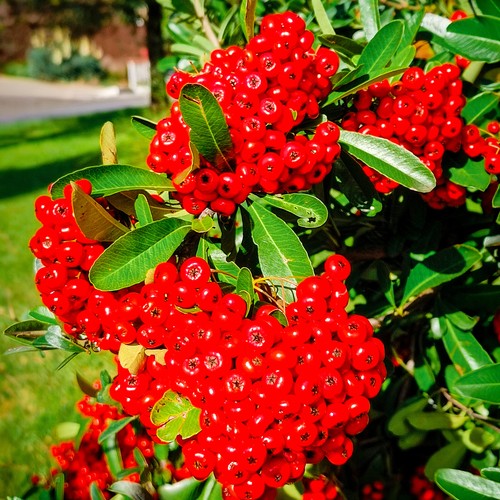 Pyracantha mohave evergreen - mohave,