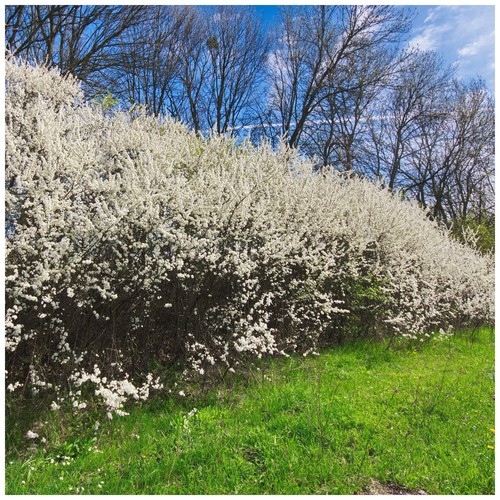 Blackthorn hedging plants - blackthorn,