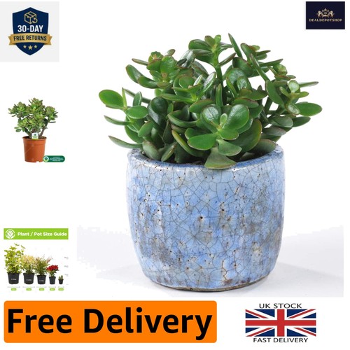 Live crassula ovata - live,