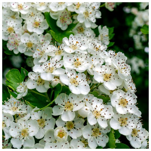 Hawthorn hedging - hawthorn,