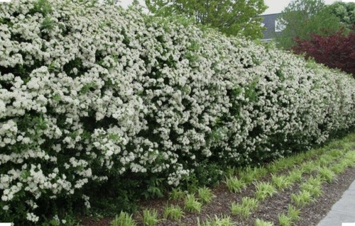 200 hawthorn quickthorn - hawthorn,