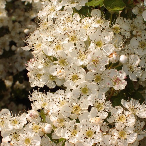 Hawthorn hedging - hawthorn,