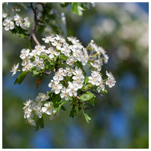 Hawthorn hedging - 10,