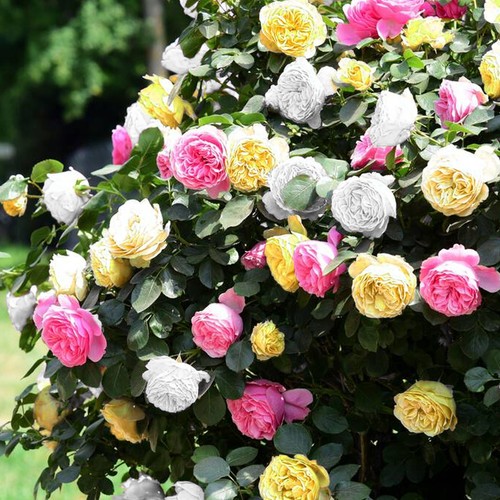 Tricolour rose bush - tricolour, (5l)