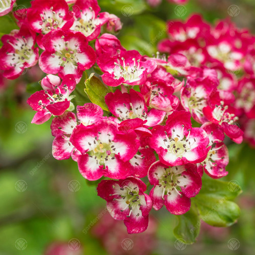 Crataegus laevigata crimson - laevigata, 'crimson