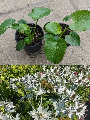 Eryngium giganteum miss - eryngium,