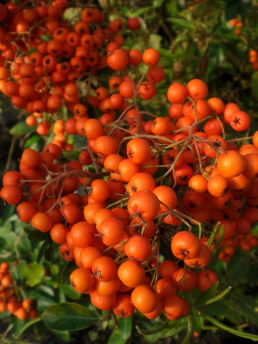 Pyracantha orange glow 2l - orange,