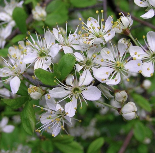 Blackthorn hedging 40cm tall - 1,