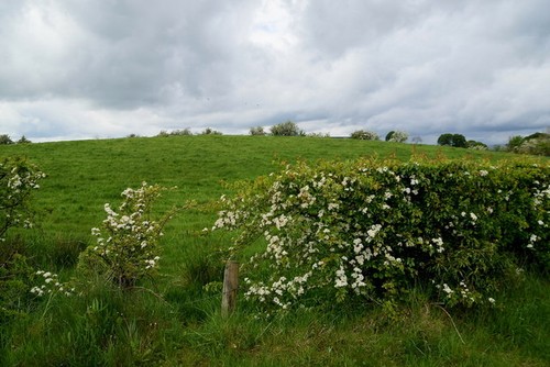 Photo 6x4 white thorn - white,