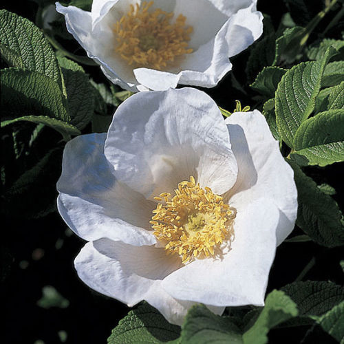 Red white hedging rose rosa - red,