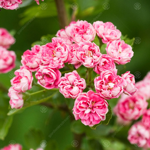 Crataegus laevigata rosea - crataegus, 'rosea