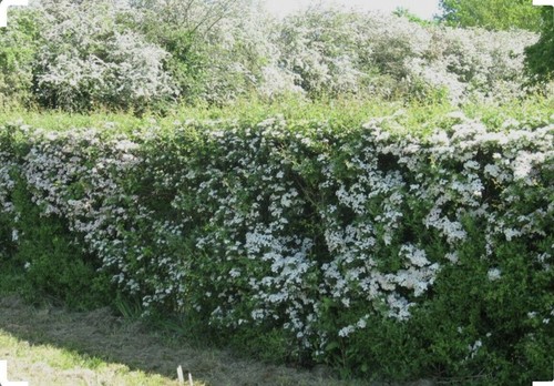 200 hawthorn quickthorn - hawthorn,