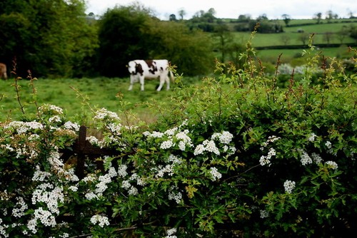 Photo 6x4 white thorn hedge - 6x4,