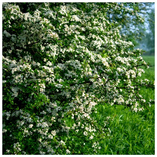 Hawthorn 3ft 60 90cm - 25,