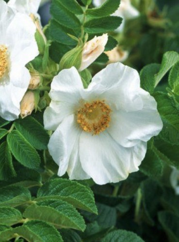 Rosa rugosa alba white rose - rosa,