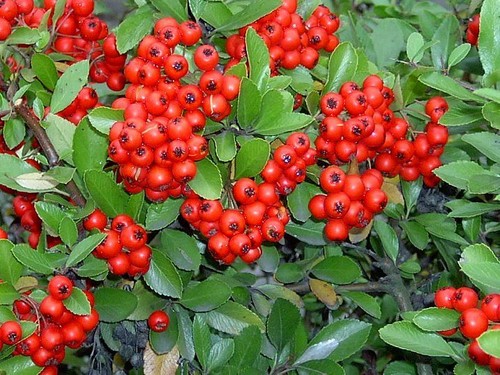 Pyracantha firethorn evergreen - firethorn,