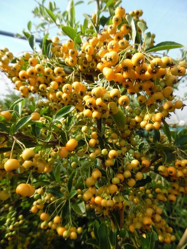 Pyracantha soleil or 2l - pyracantha, d'or
