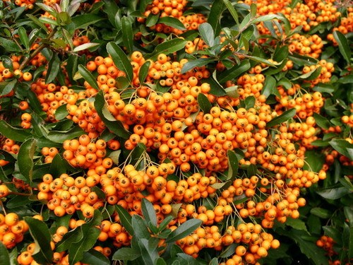 Firethorn pyracantha orange - firethorn,
