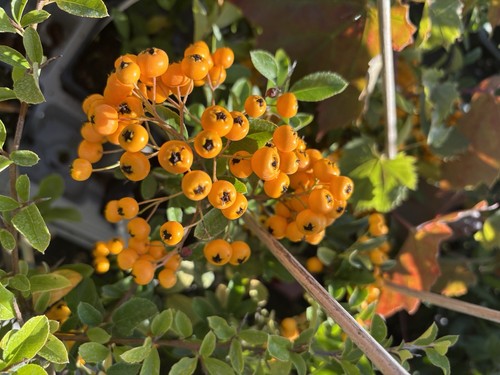 Firethorn pyracantha yellow - firethorn,