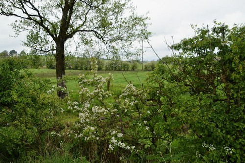 Photo 6x4 tree and white - tree,