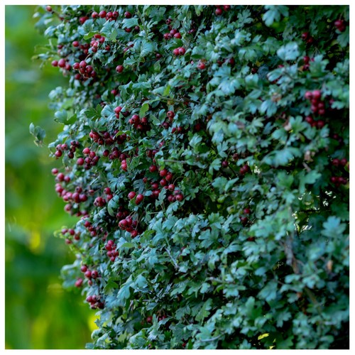 Hawthorn hedging - 15,